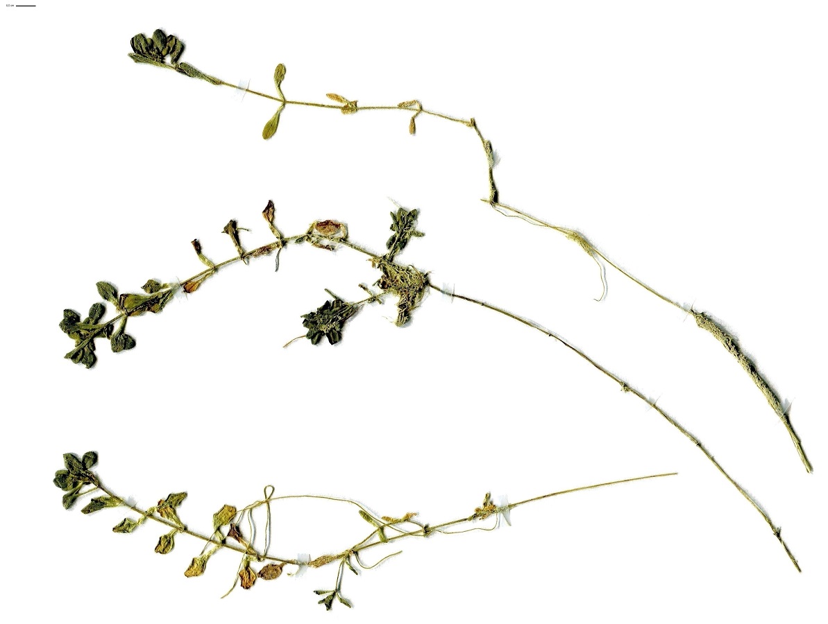 Callitriche obtusangula (Plantaginaceae)